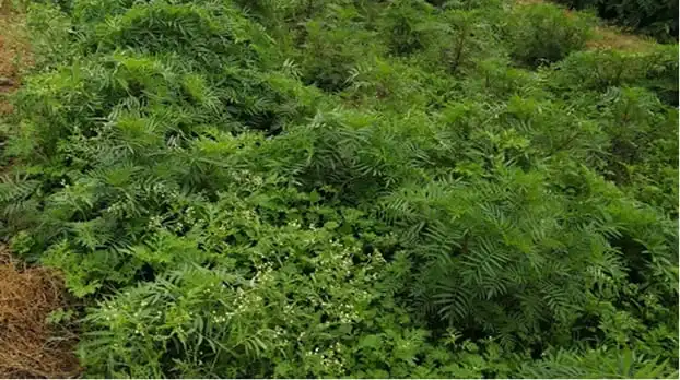 Plantes aromatiques utilisées comme matières premières en parfumerie botanique