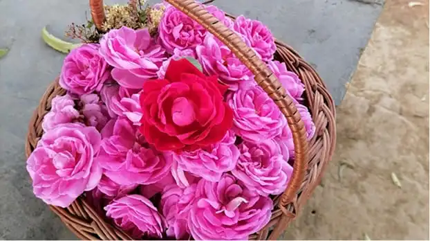 Rose de Damas utilisée en parfumerie botanique naturelle