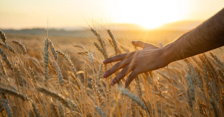Main effleurant des épis de blé dorés au coucher du soleil symbolisant le lien entre nature, civilisation et éveil spirituel