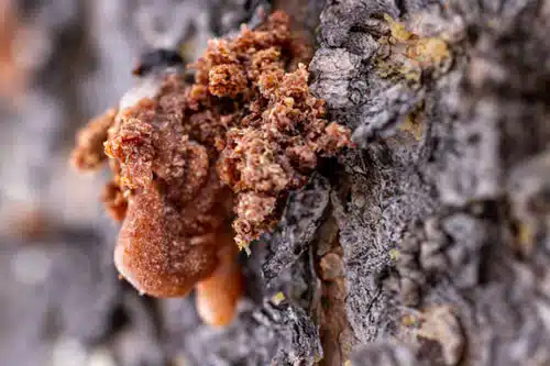 Résine de myrrhe issue du Commiphora utilisée dans les parfums antiques