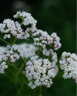 Fleurs de valériane, plante aromatique associée aux sesquiterpènes